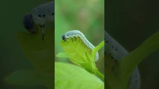 Sawfly larva eats Buttonbush leaf [upl. by Quintana]