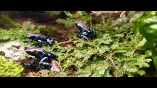 dendrobates Auratus blue Panama vs collemboles [upl. by Inhsor]