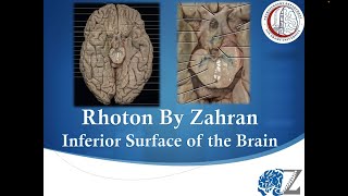 Rhoton By Zahran 6 Inferior Surface of the Brain [upl. by Flossie]