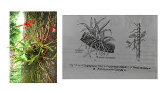 Epiphyte roots in Vanda coerulea [upl. by Ardiedak]