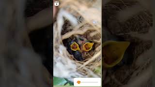 Nestlings birdsmotherlove baby chicks nest viralvideo like share [upl. by Aiasi]