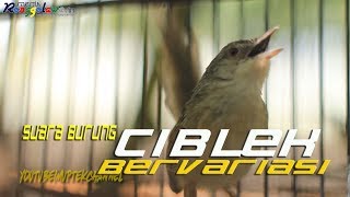 Suara Burung Ciblek Gacor Bervariasi  Masteran Burung [upl. by Noleta]