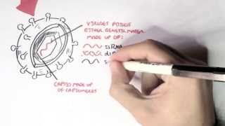 Microbiology  Viruses Structure Types and Bacteriophage Replication [upl. by Boynton]