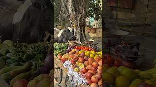 अंकल का सब्ज़ी गाय माता खा गई😱🥲humanity respect helping trending viralvideo youtubeshorts [upl. by Kcirederf]