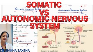 Somatic vs Autonomic nervous system differences diagrammatic representation [upl. by Sansbury]