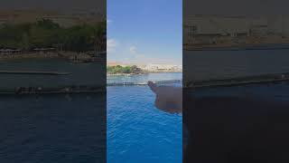 exploring eilat 2 hours boating travel travelvlog shortsyoutube travel shorts [upl. by Helfant]