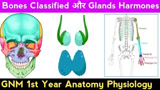 GNM 1st Year BioScience सभी राज्यों के लिए Bone Classification amp Glands and Their Hormones [upl. by Misha]