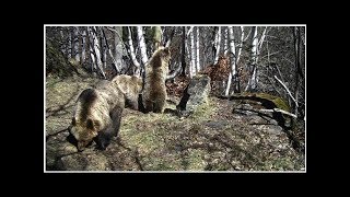 Nacen seis cachorros de oso pardo en los Pirineos catalanes [upl. by Ebarta118]