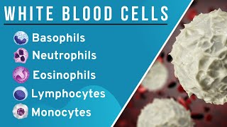 White Blood CellsLeucocytes WBCs in Hindi Structure and Function  Granulocytes Agranulocytes [upl. by Etteyafal]