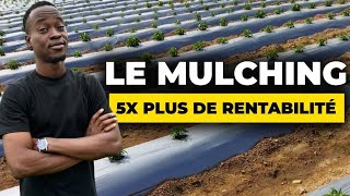 Le mulching Une solution efficace à la production [upl. by Rofotsirk]