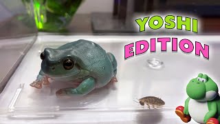 Tree Frog Eats Crickets Roaches and Worms [upl. by Karilla]