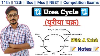 Urea Cycle With A Trick In Hindi  Biochemistry  Urea Cycle  By Dadhich Sir [upl. by Sweatt]