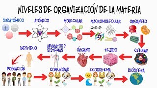 🌎NIVELES DE ORGANIZACIÓN DE LA MATERIA🌿  BIOLOGÍA [upl. by Ynnot744]