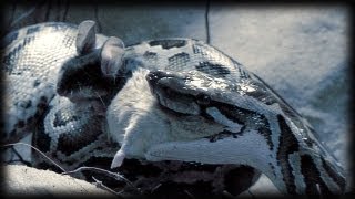 Python kills two Mice 01  Feeding Sequence 01 [upl. by Imailiv]