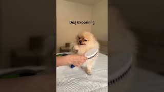 Expert Dog Groomer Shares Top Dog Grooming Kit Essentials dog dogshorts groomingkit shortvideo [upl. by Southard]