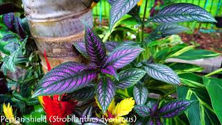 Persian Shield Stunning Purple Leaves [upl. by Helfand]