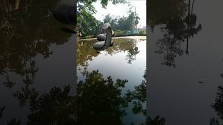 Anaconda Snake Chasing Boy video P6 🐍 Shorts [upl. by Harol100]