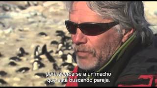 La prostitución y la locura en los pingüinos documental Encuentros en el Fin del Mundo Herzog [upl. by Nyasuh]