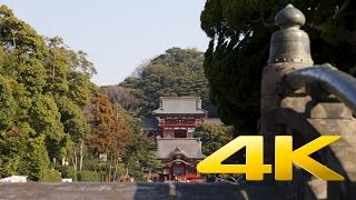 Kamakura Tsurugaoka Hachimangu  Kanagawa  鶴岡八幡宮  4K Ultra HD [upl. by Abla]