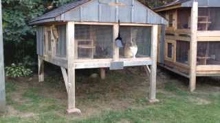 How to Build a Rabbit Hutch update [upl. by Faletti229]