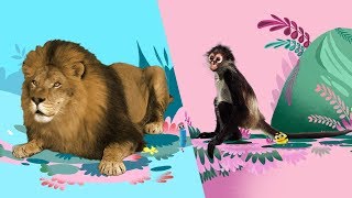 StoryBots  Animal Songs 🦁🐵🐪 Music To Learn For Kids  Netflix Jr [upl. by Enisaj]