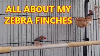 ZEBRA FINCHES AS PETS [upl. by Meara]