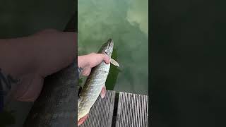 Mały ale wariat 🐟 shorts fishing [upl. by Aij]