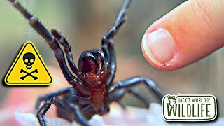 How DEADLY Is The BITE Of The FUNNEL WEB SPIDER [upl. by Irt]