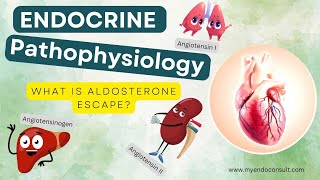 Aldosterone Escape Mechanism [upl. by Ytak]