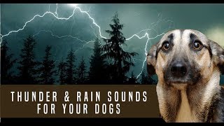 Storm Thunder and Rain Sound Dog Desensitization Sound Noise for Puppy Dog Socialization [upl. by Fillender491]