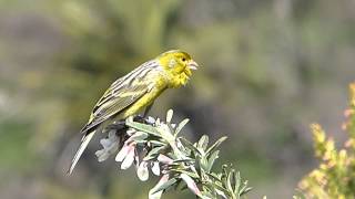 Kanarengirlitz Serinus canaria La Gomera [upl. by Durware670]