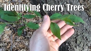 Identifying Wild Black Cherry Trees [upl. by Nemsaj]