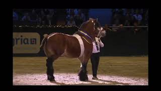 SIHS 2019 årets kallblod Ardenner Brunte [upl. by Antrim839]