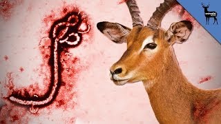 Which Animals Spread Ebola [upl. by Carolynne]