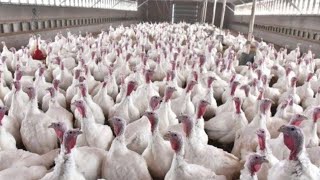 Turkey Farm Disinfection [upl. by Perrin978]