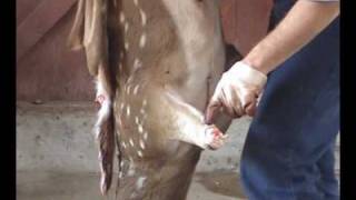 Deer Skinning for Shoulder Mount [upl. by Monica550]