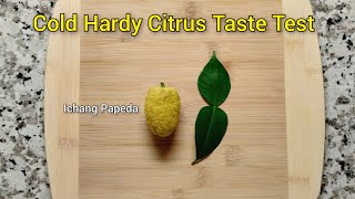 Cold Hardy Citrus Taste Test 🍋❄️ Ichang Papeda [upl. by Ainahpets]