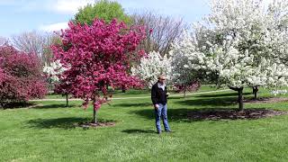 Crabapples in Kentucky [upl. by Patti]