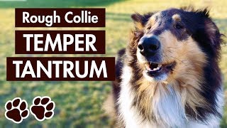 Rough Collie Barking – Dogs Temper Tantrum Before a Yak Chew [upl. by Doerrer]