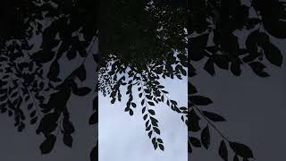 Do look up Relax and just be as we walk beneath the trees amp sky breathe asmr nature sky trees [upl. by Rosena]