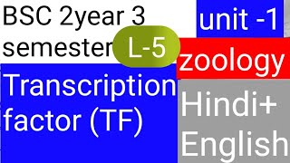 BSC 2nd year 3 semester zoology topic Transcription factor TF [upl. by Behm]