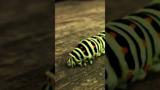 The Fascinating World of Swallowtail Caterpillars  A CloseUp Exploration of Their Colors [upl. by Tychonn]