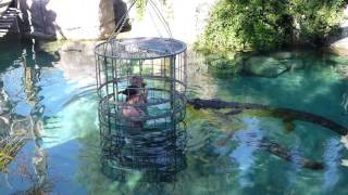 Crocodile Cage Diving with Latitude 31°  Cango Wildlife Ranch Oudtshoorn South Africa [upl. by Gaivn890]