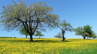 Nature Sounds Sunny Day Birdsong Birds singing [upl. by Cud]