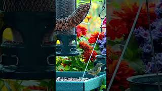 BlackThroated Blue Warbler Female at Feeder [upl. by Namwen82]