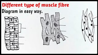 Muscle fibre diagram easily step by step for beginners [upl. by Gamali]