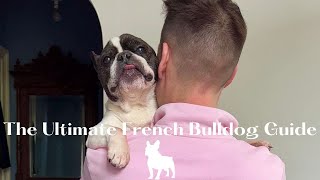 Things I wish I knew before getting a Frenchie part 4 [upl. by Xer6]