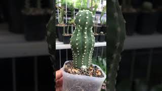 Echinopsis Subdenudata Hybrid grow pup cactus cactaceae echinopsis [upl. by Erund]