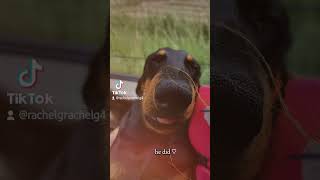 ❤️❤️ teckel puppy dackel funny dachsund pets dog [upl. by Lenoil]