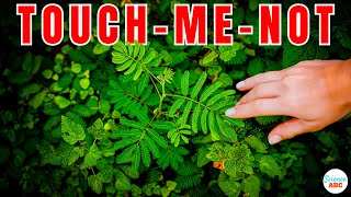 Why Do TouchMeNot Mimosa Pudica Leaves Close When Touched [upl. by Crockett503]